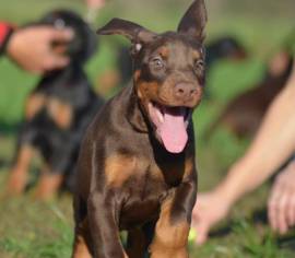 cuccioli Dobermann