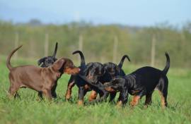 cuccioli Dobermann