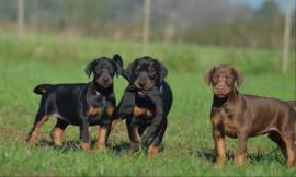 cuccioli Dobermann