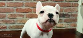 CUCCIOLA BOULDOGUE FRANCESE 