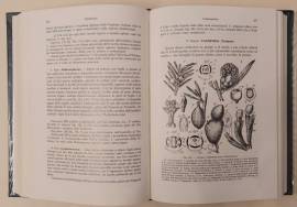 Trattato di Botanica Secondo Volume di Sergio Cappelletti 3°Ed.Scienze Utet, 1984