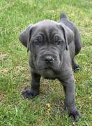 Cane Corso