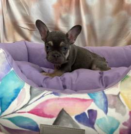 cucciola di Bouledogue Francese blu e tan femmina