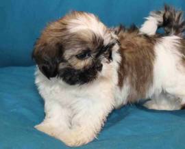 CUCCIOLI SHIH-TZU