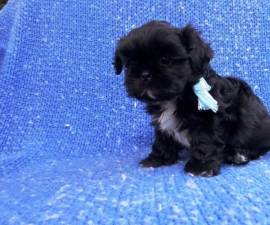 CUCCIOLI SHIH-TZU