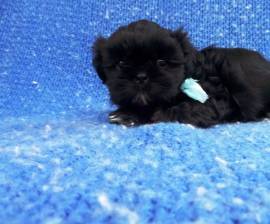 CUCCIOLI SHIH-TZU