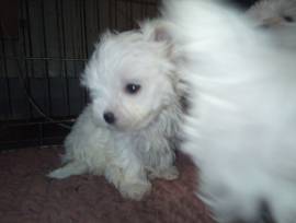 Cuccioli Maltese