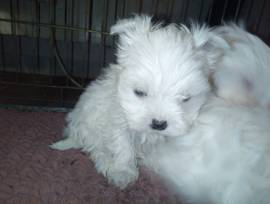 Cuccioli Maltese