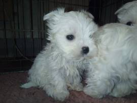 Cuccioli Maltese