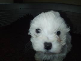 Cuccioli Maltese