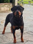 ROTTWEILER FEMMINA CON PEDIGREE