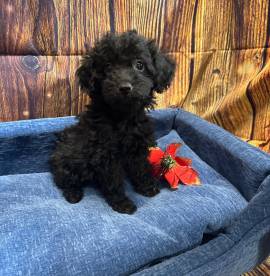 cucciolo di Barboncino nero maschio 