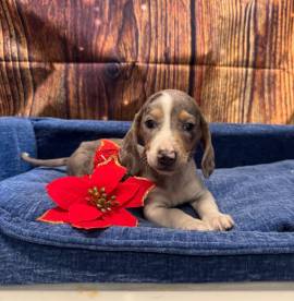  cucciolo di Bassotto piebald maschio