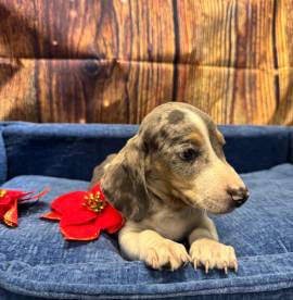  cucciolo di Bassotto piebald maschio