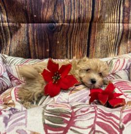  cucciola di Maltipoo crema femmina 