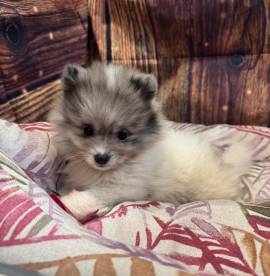 cucciola di Volpino di Pomerania bianco e blu femmina