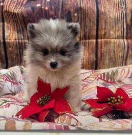 cucciola di Volpino di Pomerania bianco e blu femmina