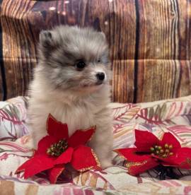 cucciola di Volpino di Pomerania bianco e blu femmina