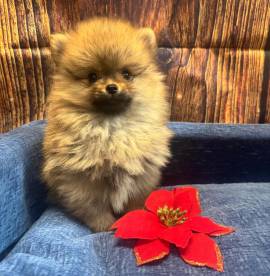 cucciolo di Volpino di Pomerania fulvo maschio 