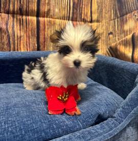 cucciolo di Yorkshire terrier Biewer maschio