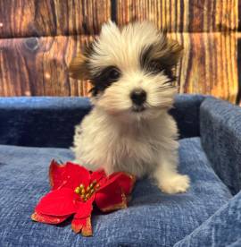 cucciolo di Yorkshire terrier Biewer maschio