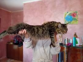 MAINE COON  