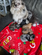 our beautiful girl Kelce  has had her first litter of puppies, merle 