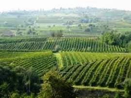 Vigna Vigneto colline Oltrepo' Pavese e Piacenza