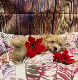 cucciola di Maltipoo crema femmina 