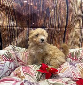 cucciola di Maltipoo crema femmina 