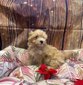 cucciola di Maltipoo crema femmina 