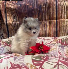 cucciola di Volpino di Pomerania bianco e blu femmina