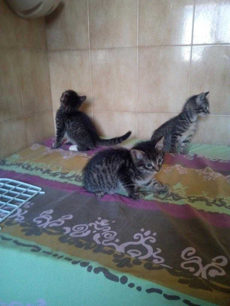 gattini di 2 mesi cercano casa accogliente