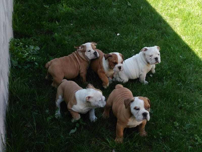 Disponibili meravigliosi cucciolotti di bulldog inglese