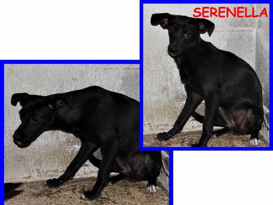 SERENELLA 9mesi tg mediopicc. timidona