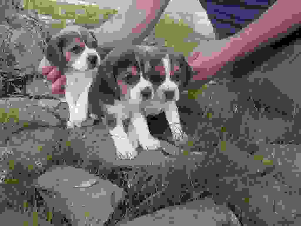 Beagle cuccioli, taglia piccola