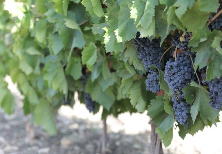 Uva da Vino Biologica Nero d'Avola DOC,Inzolia,Trebbiano