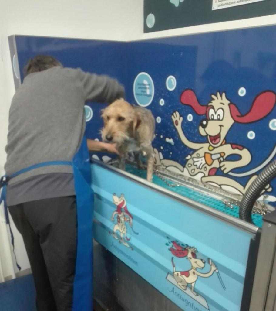 lavaggio automatico cani self service
